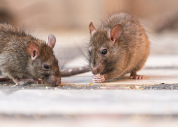 الجرذ الوحيد الجيد هو الجرذ الميت