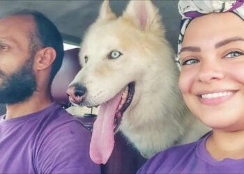 ثنائي بمصر يطلقان خدمة تاكسي للحيوانات الأليفة