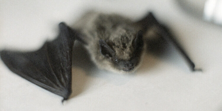 خفافيش روسيا خالية من الفيروس المسبب لـ”كوفيد-19″