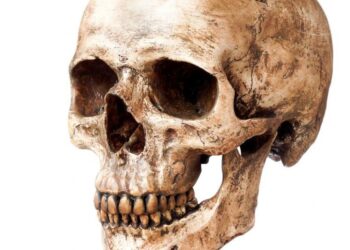 اكتشاف مذهل لنوع من البشر كان يعيش قبل 500 ألف عام‏..