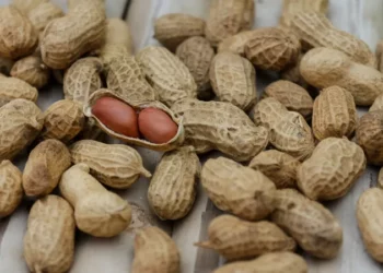 الفول السوداني الحل لفقدان الوزن