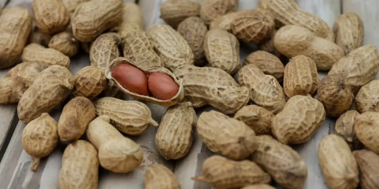 الفول السوداني الحل لفقدان الوزن