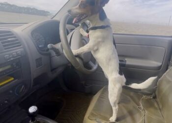 سيارة يقودها كلب في أوكفيل ..