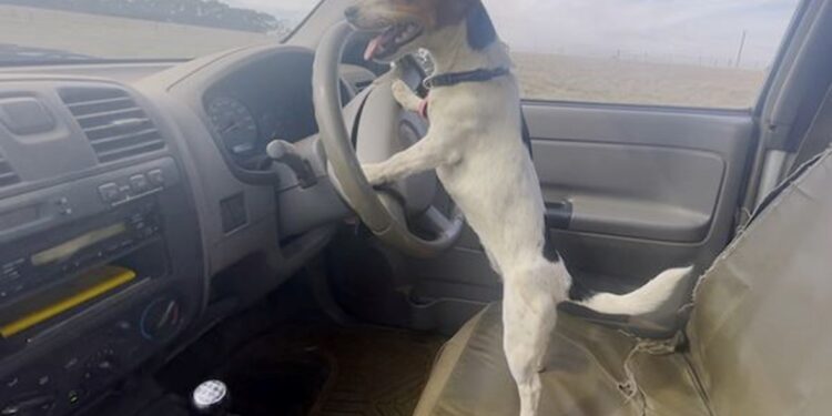 سيارة يقودها كلب في أوكفيل ..